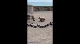 Dog tries to sneak up on pigeons but gets left behind in Sitges, Spain