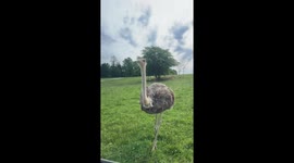Safari experience mishap at Wilstem Wildlife Safari in Paoli, Indiana