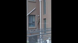Cat falls while trying to squeeze through wall hole in Shandong, China