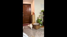 Cat startled by loud noise from biting box in Beijing, China