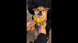 Puppy adorably barks with each foot squeeze in Sichuan, China