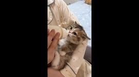 Sleepy kitten feeds on milk bottle in Guangdong, China