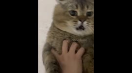 Fluffy cat calmly enjoys playtime before getting up in Chongqing, China