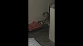 Cat comforts kitten with playful dance in Sichuan, China