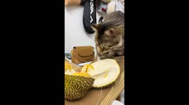 Cat tries to bury durian after sniffing it on table in Guangdong, China
