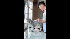 Cat kicks reflexively during ear cleaning in Sichuan, China
