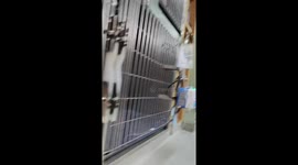 Dog sleeps with face squished between bars in Sichuan, China