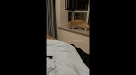 Cat misses jump and falls off bed in Liaoning, China