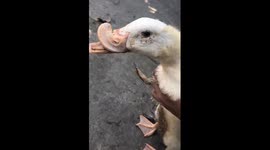 Duck with deformed bill shown up close in Yogyakarta, Indonesia