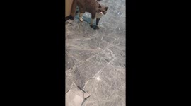 Curious cat startled by moving paper cat in Guangdong, China