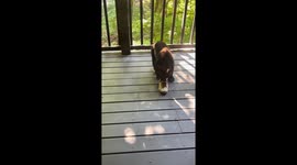 Bear cub steals shoe after playful moment in Gatlinburg, Tennessee, USA
