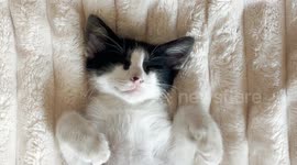Looping video of a sleeping kitten on a soft blanket.