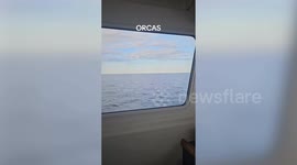 Breathtaking moment tour guide spots a pod of eight orcas