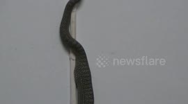 Green snake climbs wall after devouring giant gecko
