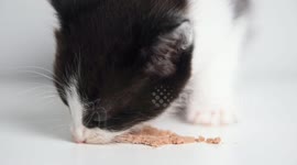 Close up video of cute black and white kitten eating wet cat food on white background. Portrait of eating kitty.