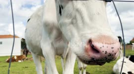 Close up of a cow face as it chews grass. The cow is grazing in a field. Organic farming.