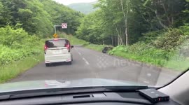 Mother bear and her babies walk on road in Japan