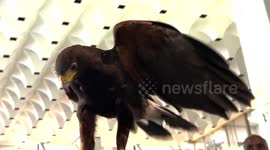 Hawk deployed to fight pigeons at Euston Station in London