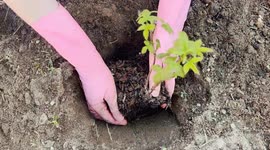 A close-up of hands wearing pink gardening gloves planting a young raspberry seedling in fresh soil. The plant has bright green leaves, and the root ball is covered in mulch