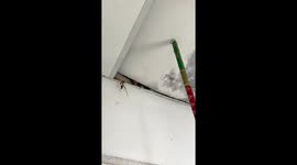 Newborn kittens rescued after being trapped in home's ceiling