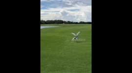 Sandhill Cranes Go at It on the Golf Course