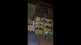Hawaiian Cane Spider Silently Creeps Through Bedroom