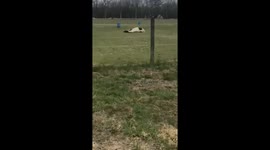 Quick Roll Followed by Jet Boosting Farts