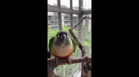 Owner teaches pet parrot to speak and follow commands in China