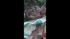 Resident saves pet cat being strangled by huge wild python