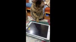 Amusing moment pet cat plays touchscreen game
