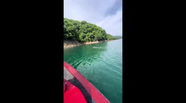 Piglets seen swimming across lake in China
