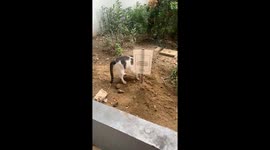 Cat Carries Out Landscape Improvement