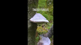 Tinder Fungus Used As Primitive Fire Starter