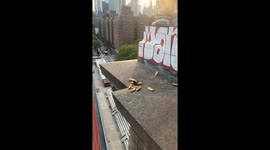 Lone Pigeon Hoards Bread Loaf Lotto