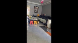 Pet cat plays with pink balloon in living room