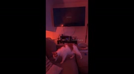 Cat stops playing to watch Bob’s Burgers in New York City, USA