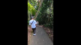 Man trips but recovers quickly at Haew Narok Waterfall in Nakhon Ratchasima, Thailand