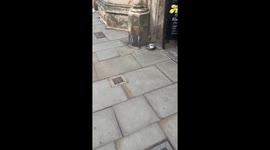 Dog insists on stopping at pub in Glastonbury, Somerset, UK