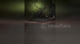 US: Friendly Bear Nicknamed Dena Spotted With Coyote In Rare Encounter