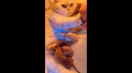 Mother cat refuses to let human touch her kittens