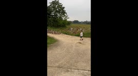 Oh, this boy seemed happy when he met a flock of ducks, but when he met a single duck, he seemed scared