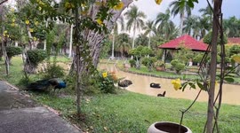 Three Elegant Black Swans Glide Calmly Across a Resort Lake in Vietnam