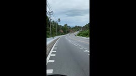 Escaped buffalo runs along mountain road on Thai island