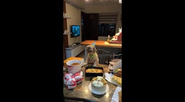 Pet dog wears adorable party hat to celebrate his birthday