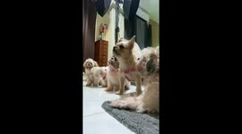 Pet dogs wait patiently for their turn to be fed