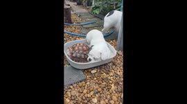 Dog soaks in tub of water with pet turtles
