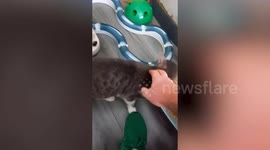 Couple spend £20k flying stray cats from Egypt, Cyprus and Turkey to the UK