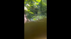 My Feral Neighbor has been Trespassing on my property in the Appalachian Mountains.