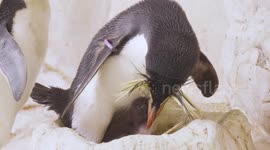 Endangered rockhopper penguins hatch at Vienna Zoo