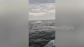 Watch: Pod of dolphins put on remarkable aerial display off coast of Yorkshire